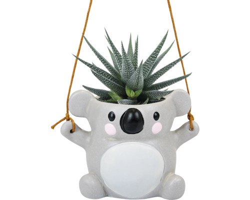 Suckulent FLORASELF Succulent i Koalakruka 15cm krukstorlek Ø6cm Hängande blomkruka i form av en koala med suckulent