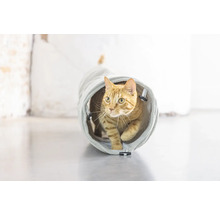 En katt går genom en kattunnel.