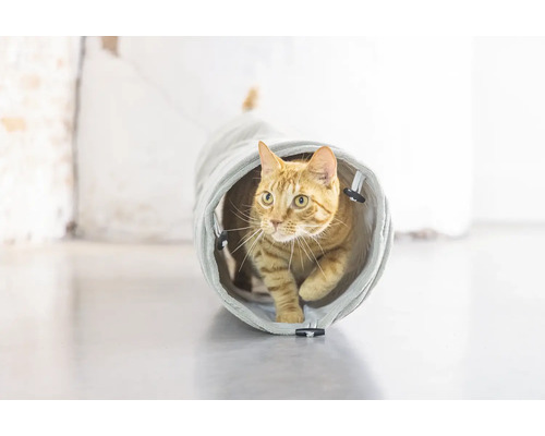 En katt går genom en kattunnel.