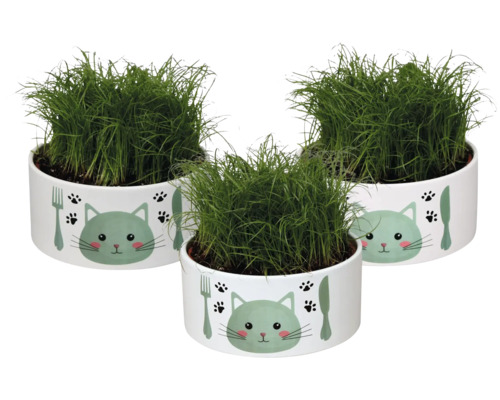 Kattgräs FLORASELF Cyperus alternifolius Zumula 23cm i dryckesskål Ø16cm Tre krukor med kattgräs i krukor med kattmotiv