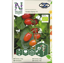 Tomatfrön Krebs Elena F1