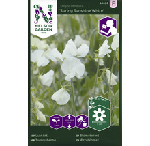 Fröpaket luktärt Spring Sunshine White