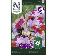 Fröpaket luktärt Spring Sunshine Summer Feeling
