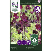 Fröförpackning luktärt Spring Sunshine Burgundy