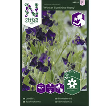 Sommarblomman luktärt 'Winter Sunshine Navy'