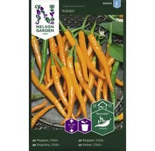Chilipepparfrön av sorten Kilián, Capsicum annuum