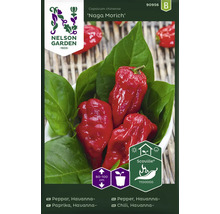 Fröpaket Naga Morich Chili