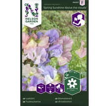 Fröförpackning Luktärt Spring Sunshine Above the clouds från Nelson Garden