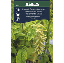 Amarantväxt, botaniskt namn Amaranthus caudatus Viridis