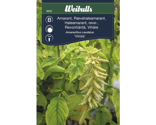 Amarantväxt, botaniskt namn Amaranthus caudatus Viridis