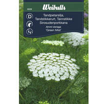 Fröförpackning Weibulls Tandpetarsilja 'Green Mist'