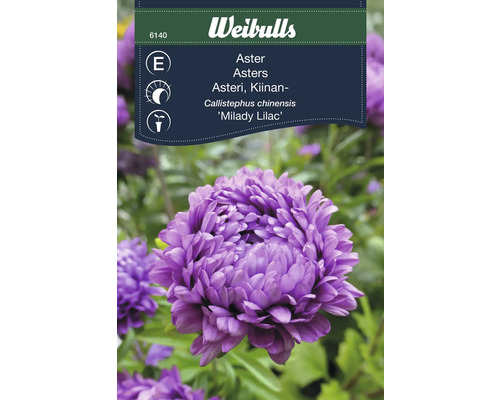 Aster Callistephus chinensis 'Milady Lilac' från Weibulls