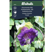 Blomställning av Klockranka Blau från Weibulls, en Cobaea scandens