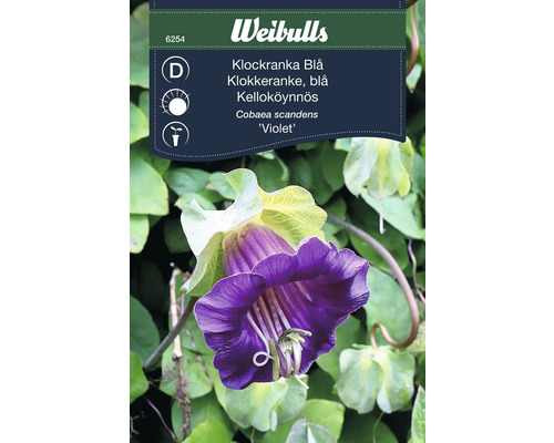 Blomställning av Klockranka Blau från Weibulls, en Cobaea scandens