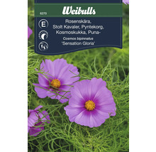 Fröförpackning Cosmos bipinnatus Sensation Gloria