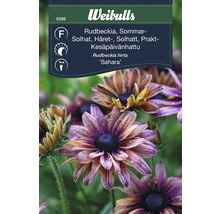 Fröförpackning Rudbeckia hirta Sahara