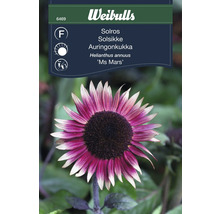 Fröförpackning för solros Helianthus annuus 'Ms Mars'