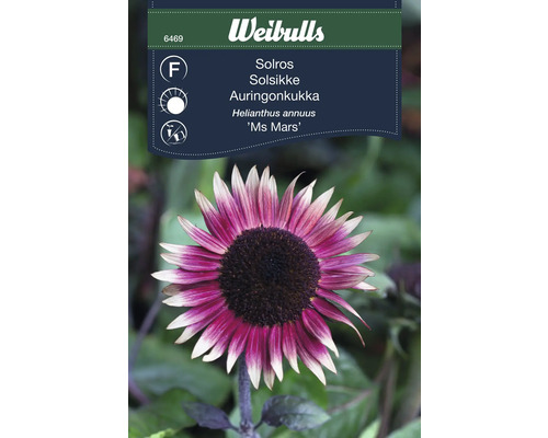 Fröförpackning för solros Helianthus annuus 'Ms Mars'