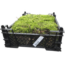 Vitmosssa i en svart låda, mått 40x30x12 cm