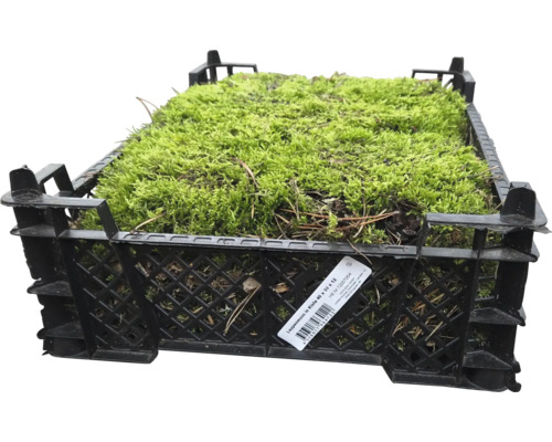 Vitmosssa i en svart låda, mått 40x30x12 cm