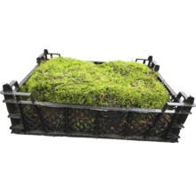 Mossa i en plastlåda