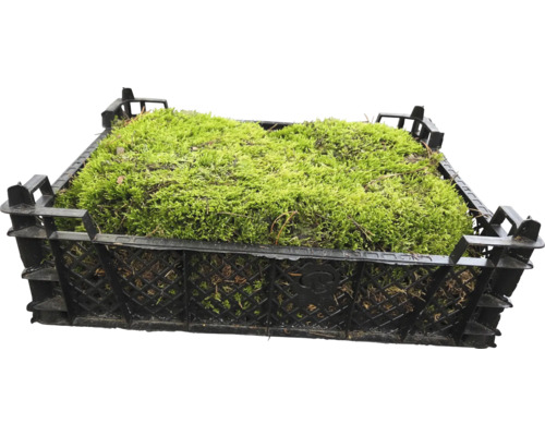 Mossa i en plastlåda