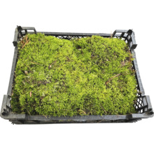 Mossa i en svart plastlåda