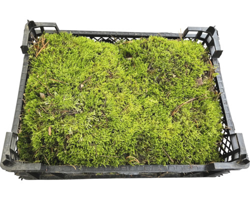 Mossa i en svart plastlåda