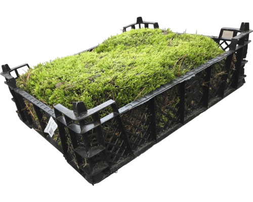 Mossa i en svart plastlåda