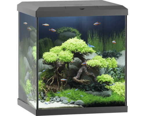 Inrett akvarium med fiskar och växter