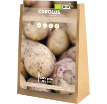 Sätt potatis Carolus, 5 kilogram, ekologiskt odlad