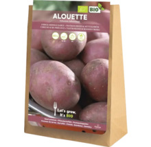 Sättpotatis Alouette, fast och medeltidig, 5 kilogram