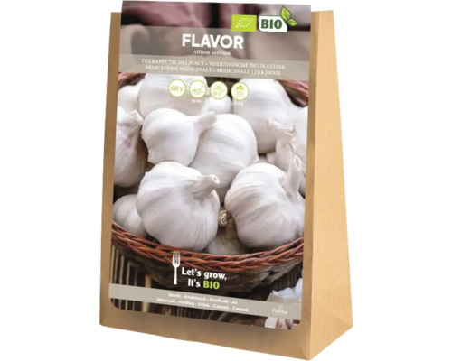 Ekologisk vitlök 'Flavor' 1st Fröpåse med vitlök av sorten Flavor Allium sativum