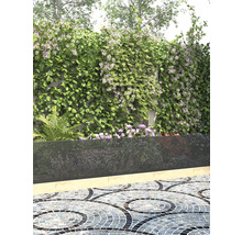 Siktvägg med klätterväxter i trädgården