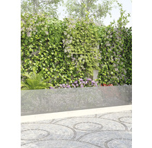 Trädgård med insynsskydd, klätterväxter och stenlagd golv