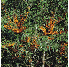 Havtornsbuske med gröna blad och orangefärgade bär