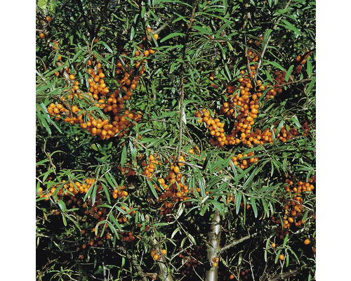 Havtornsbuske med gröna blad och orangefärgade bär