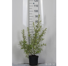 Havtornsplanta i kruka