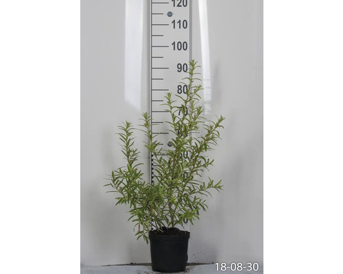 Havtornsplanta i kruka