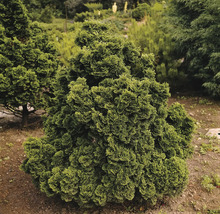 Klotformad tuja i trädgården.