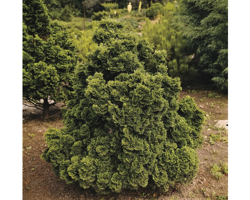 Klotformad tuja i trädgården.