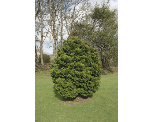 Klotformad tuja i trädgården