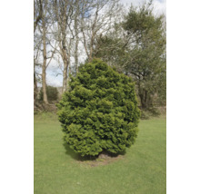 Klotformad tuja i trädgården