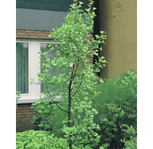 Ginkgoträd i trädgården