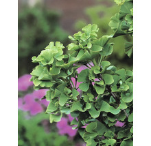 Närbild av ginkgoblad på ett ginkgoträd