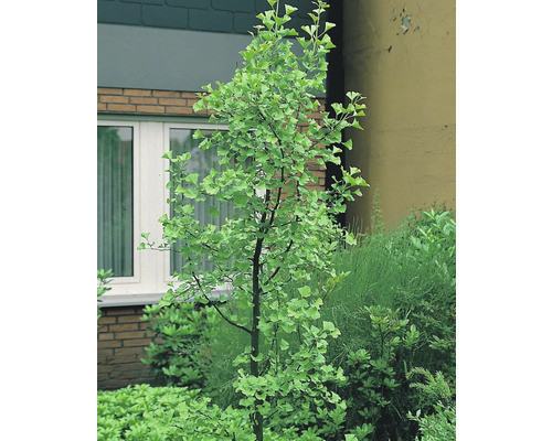 Ginkgoträd i trädgården