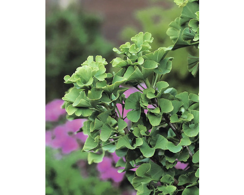 Närbild av ginkgoblad på ett ginkgoträd