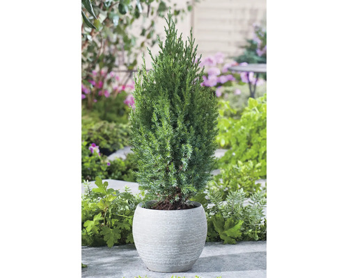 Cypress i en planteringslåda i trädgården.