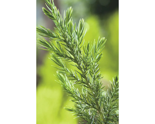 Gren av en cypress i närbild