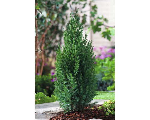 Enstaka städsegrön cypress i trädgårdsbädden